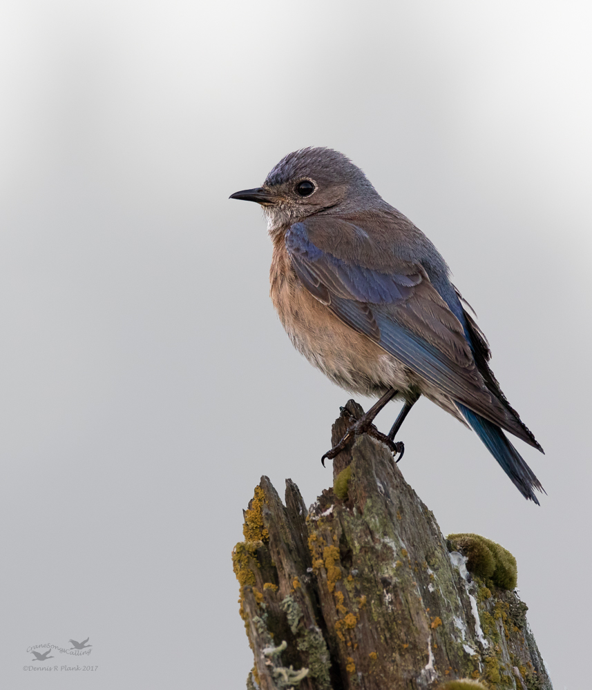 Western Bluebird