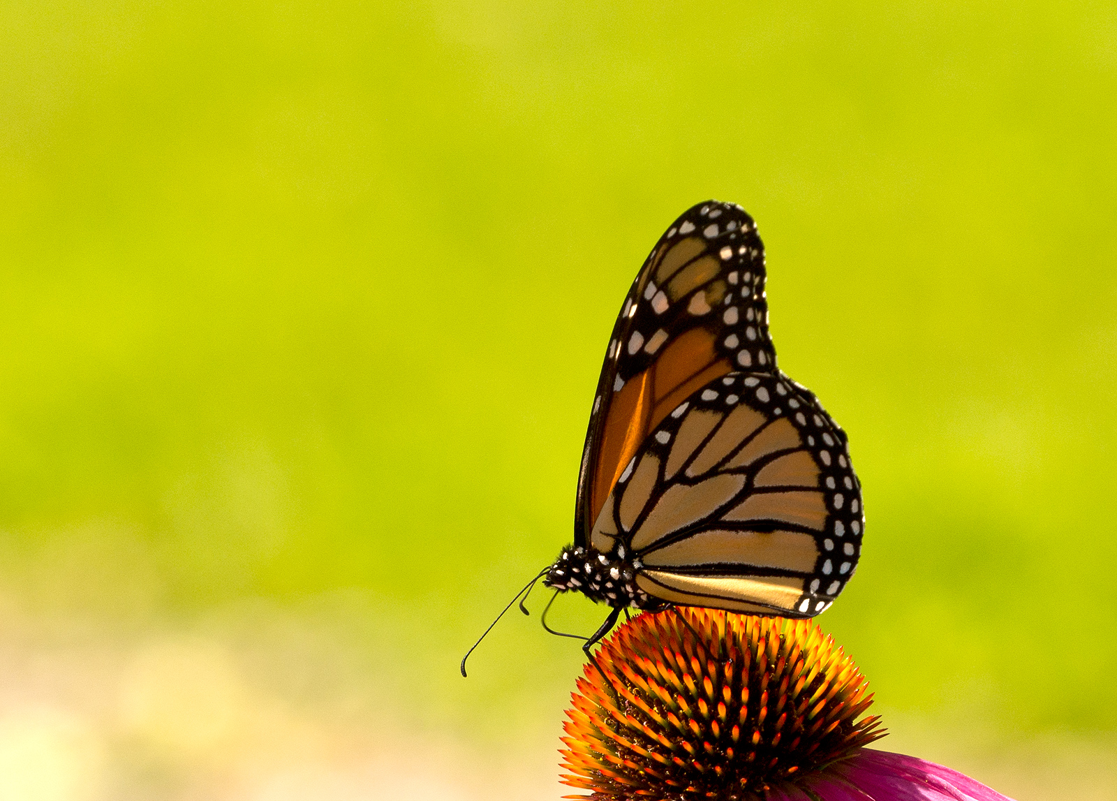 Enchinacea &  Guest