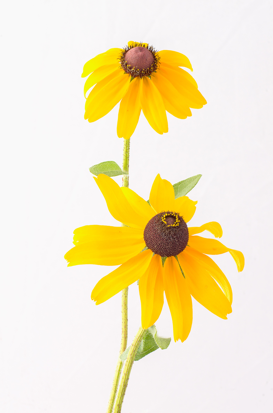 Black Eyed Susans