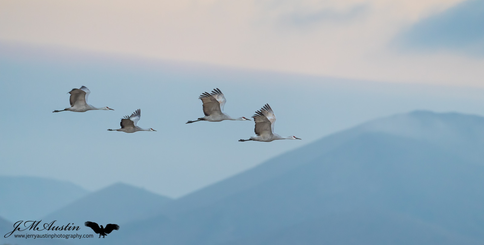 Cranes Over Bosque