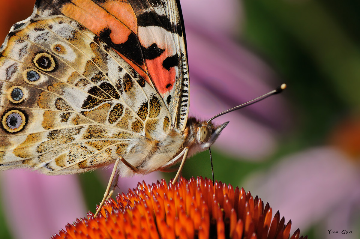 Painted Wings