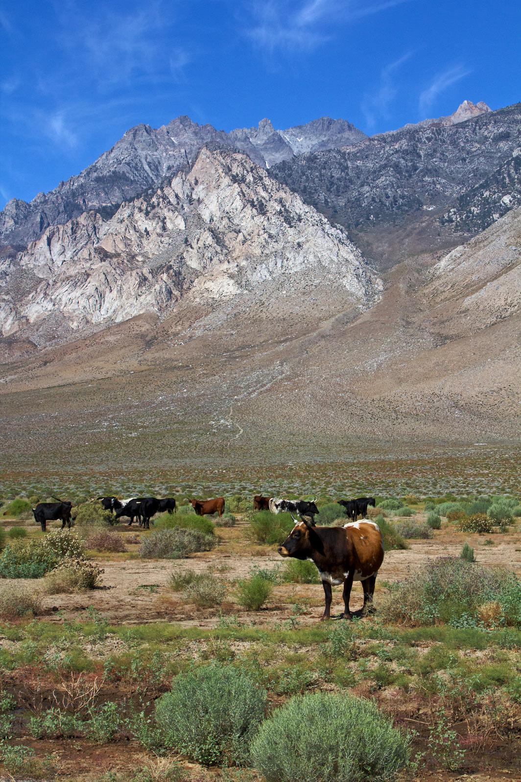 Eastern Sierra Range