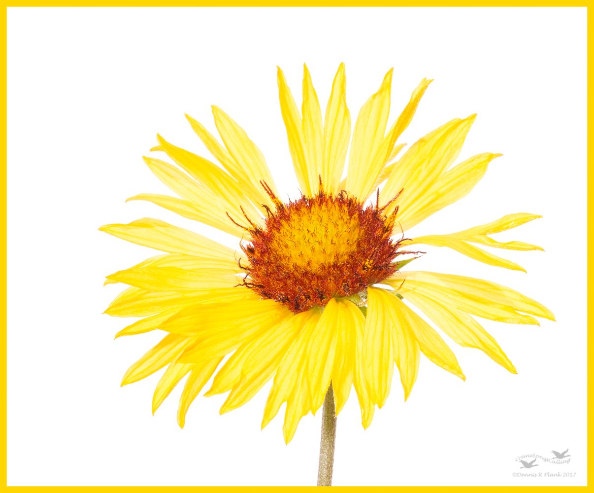 High Key Blanket Flower