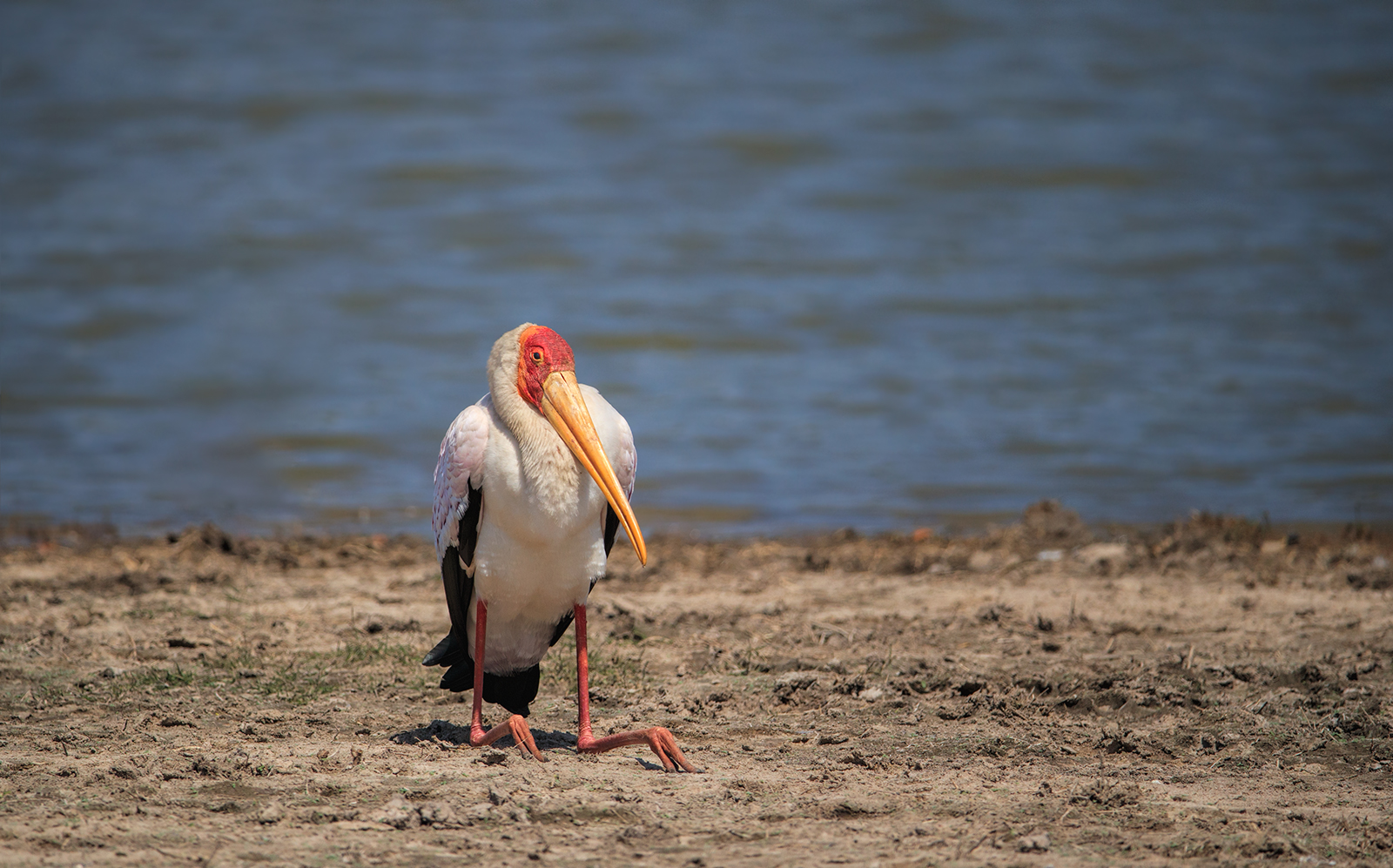 Yellow Billed Stork