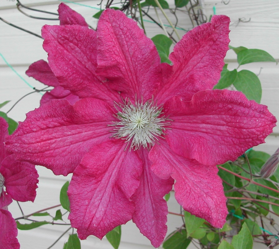 Clematis 