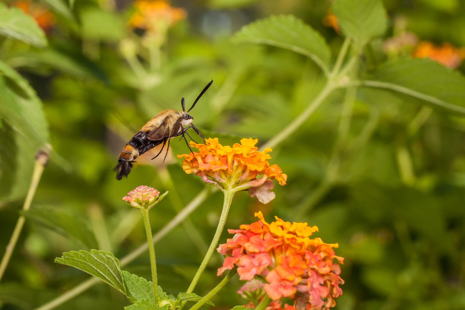 Hummingbird Moth