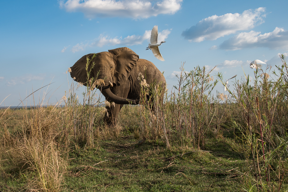 Elephant and Egrets