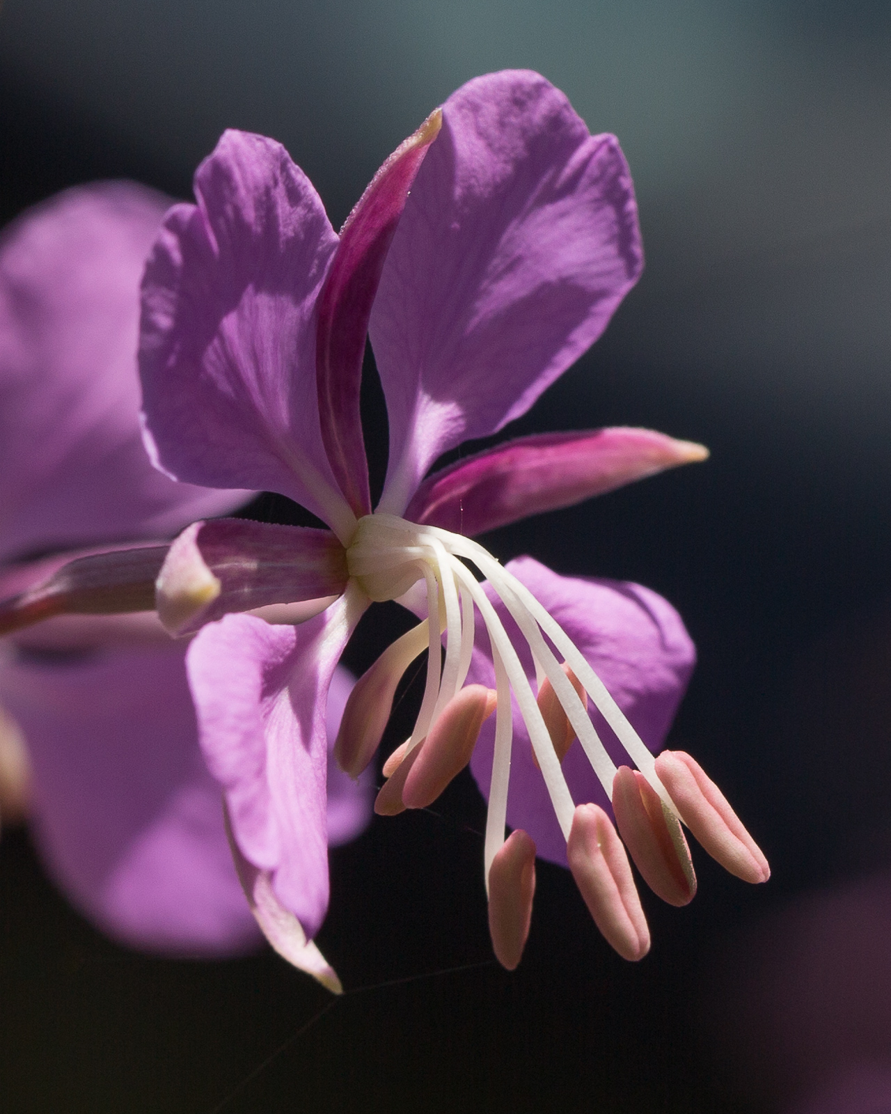 Fireweed 