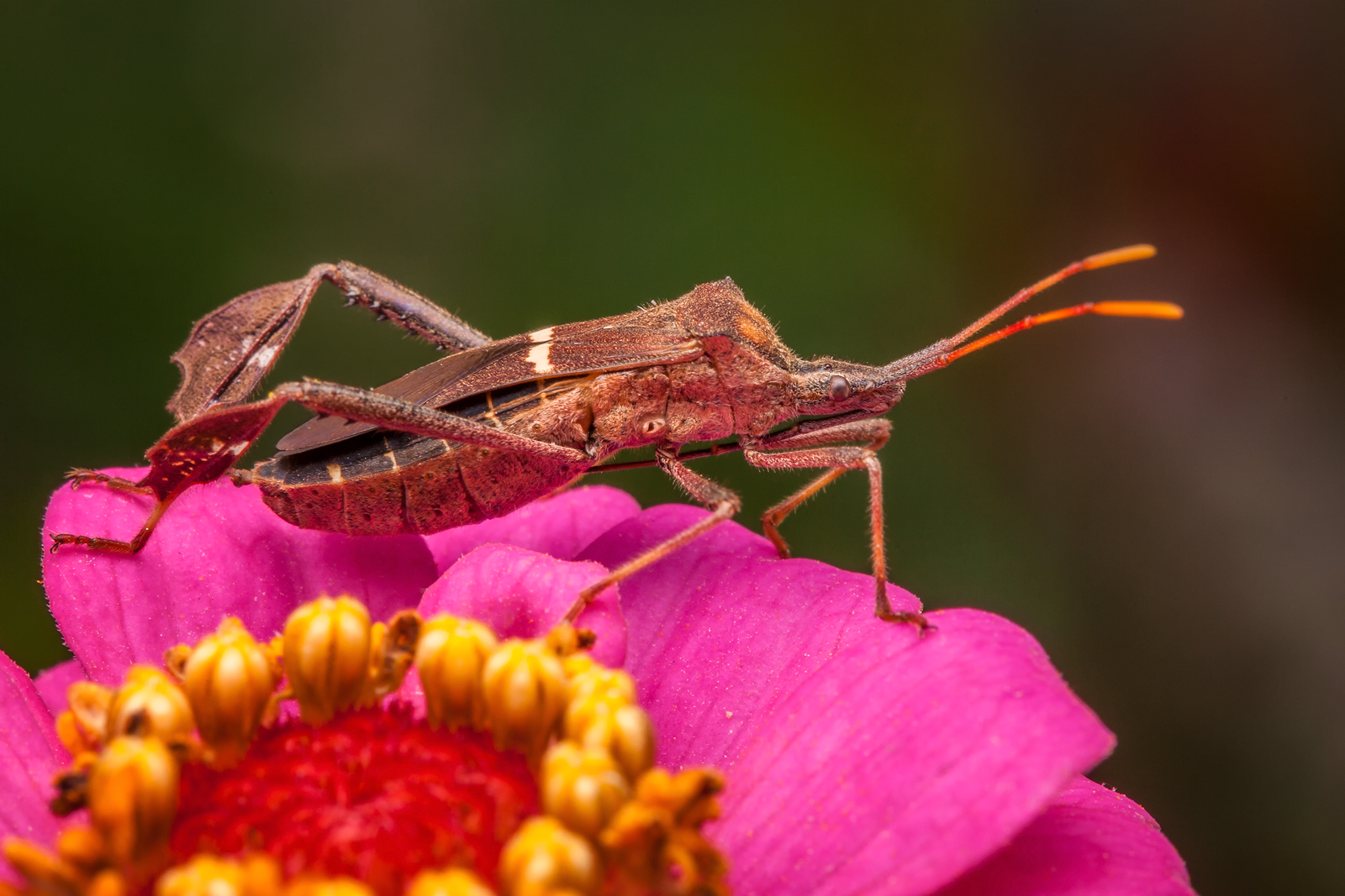 Assassin Bug