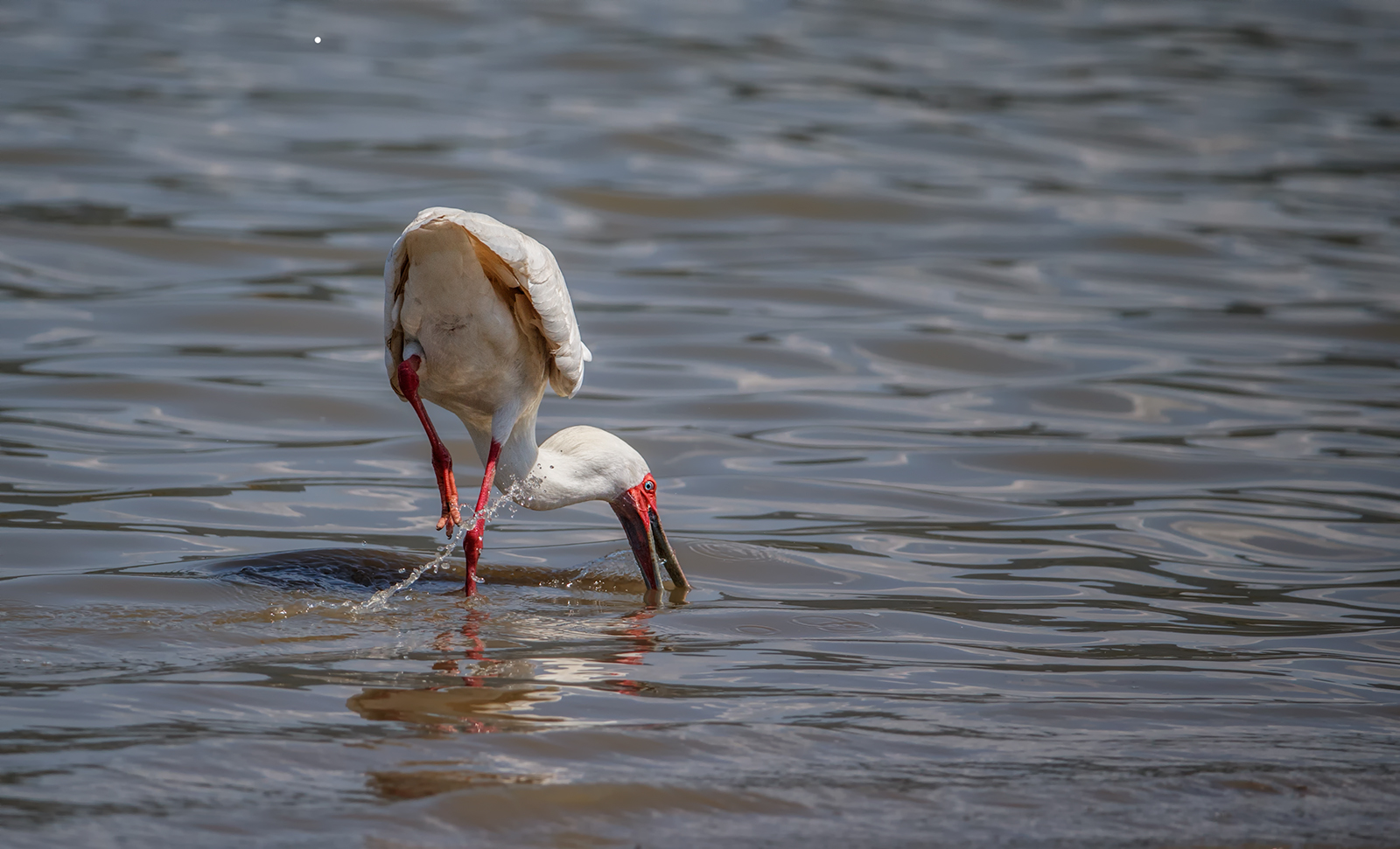 African Spoonbill