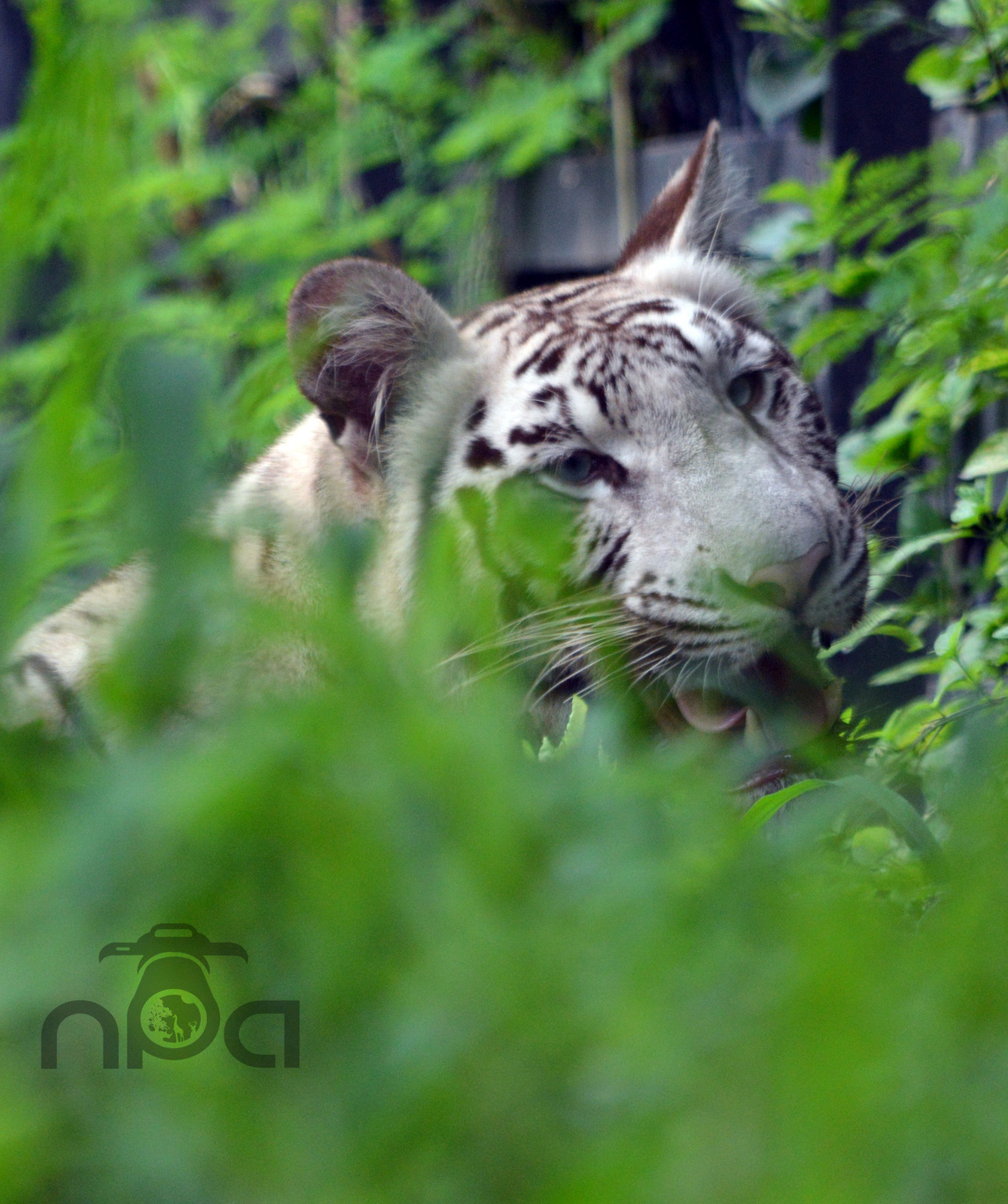The White Tiger