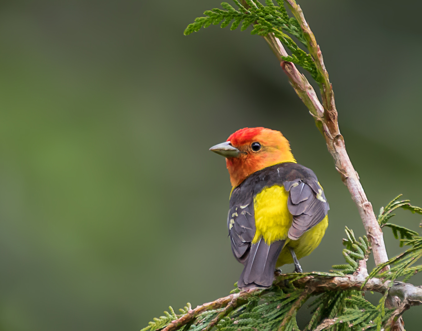 Western Tanager