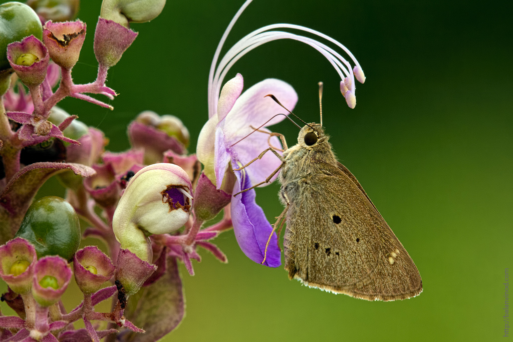 Skipper Darling