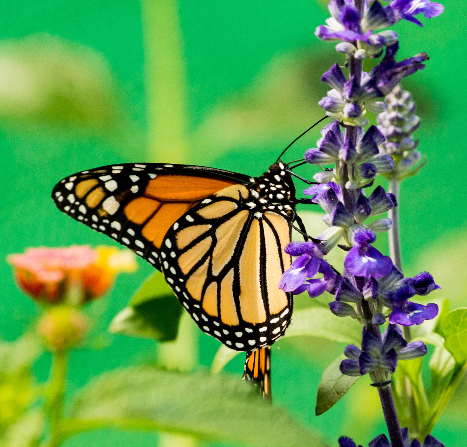 Monarch on Flower 