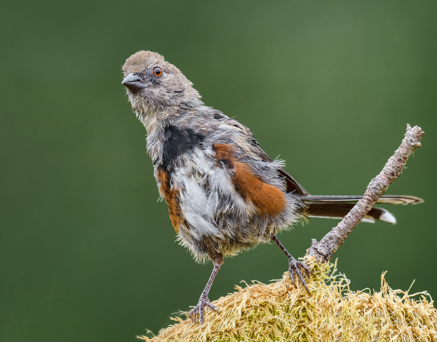 Help me, I'm molting!