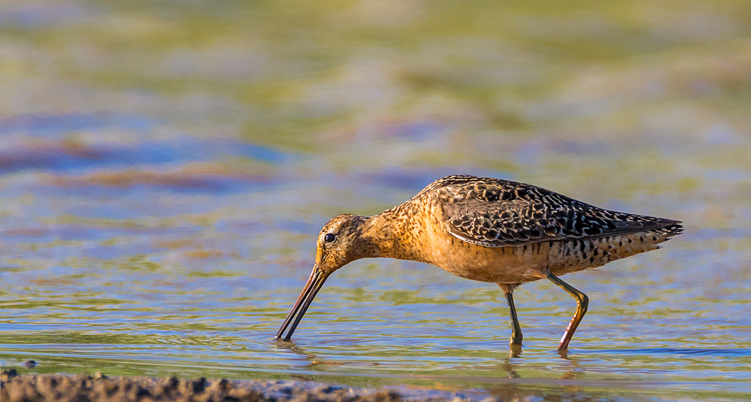 Long-billed Dowitcher