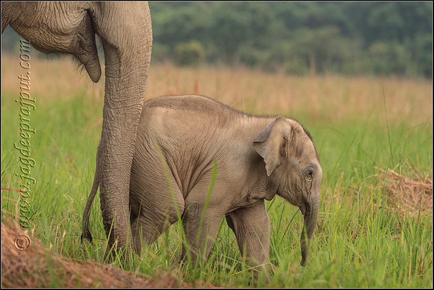 Mother and calf