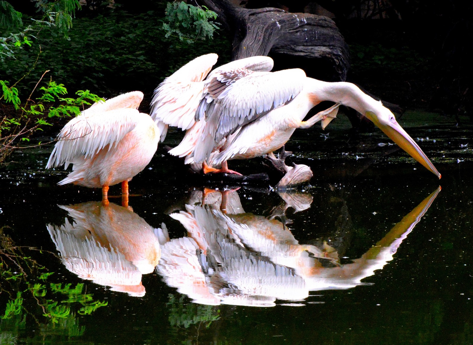 Reflection..