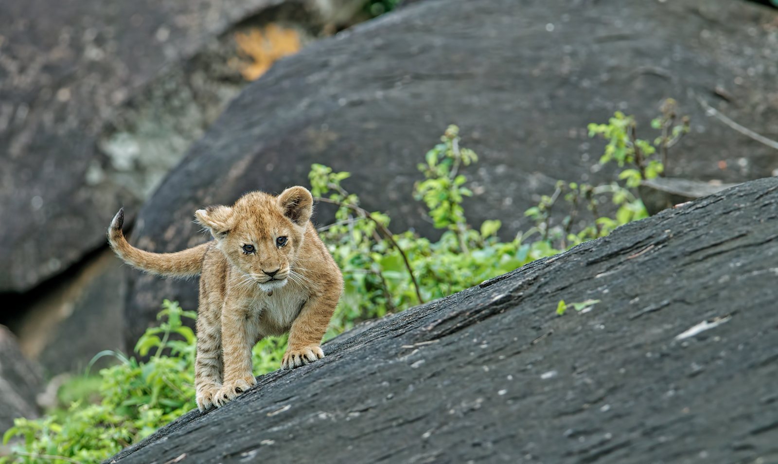 Lion Cub