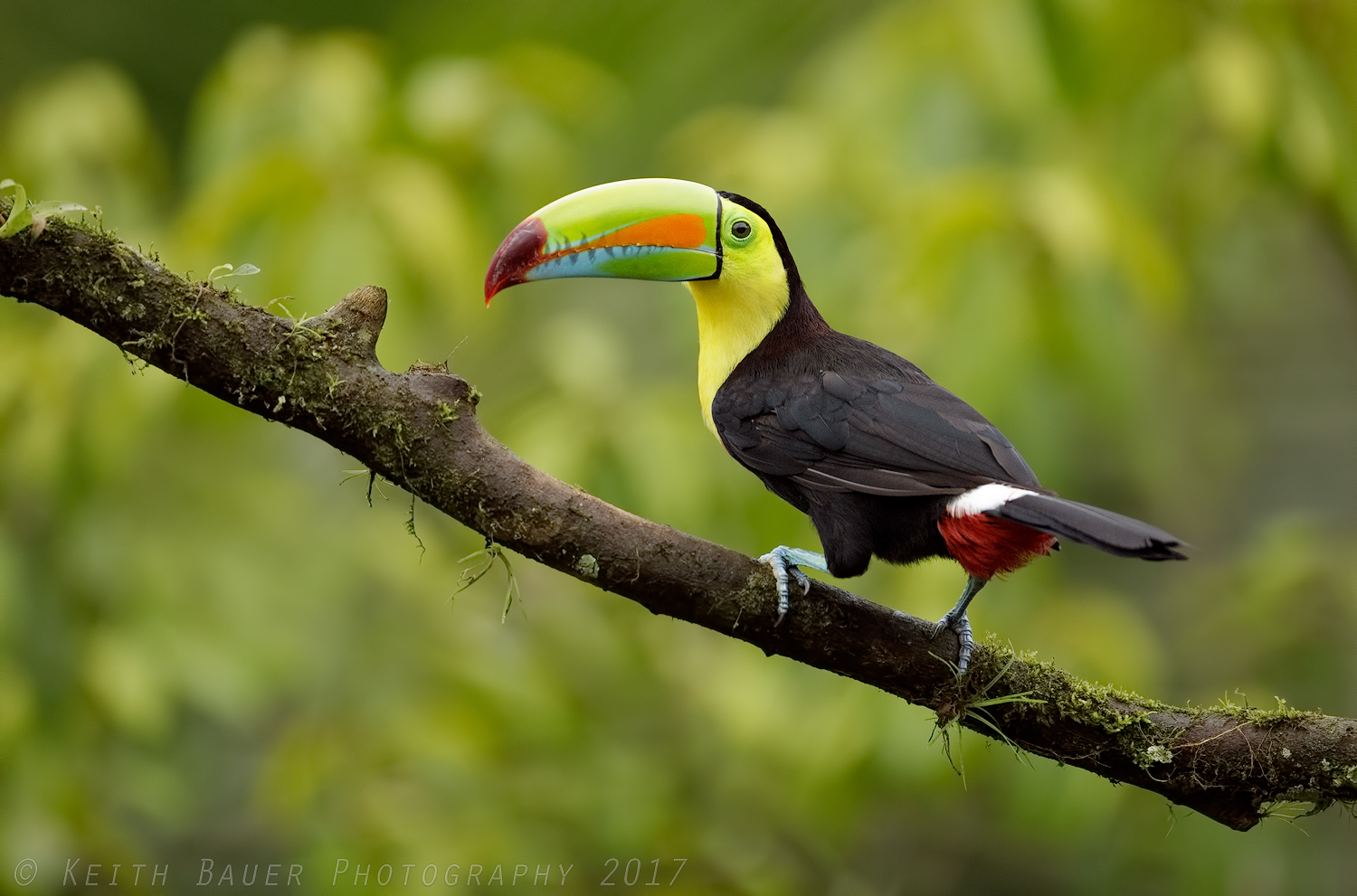 Keel-billed Toucan