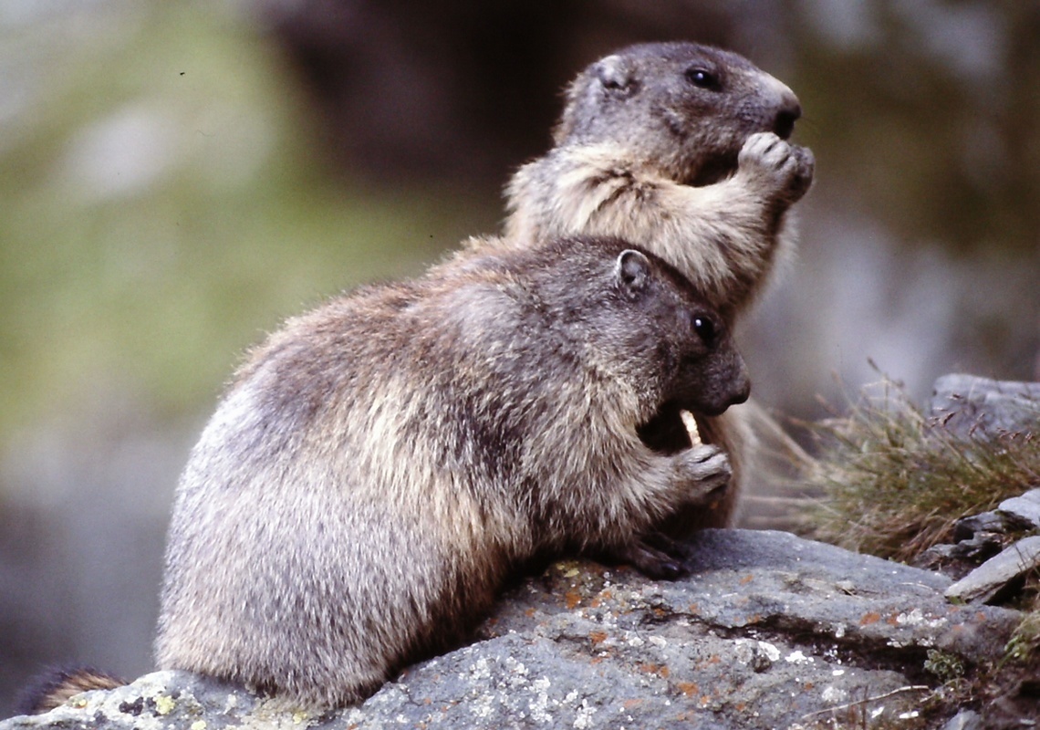 Marmots