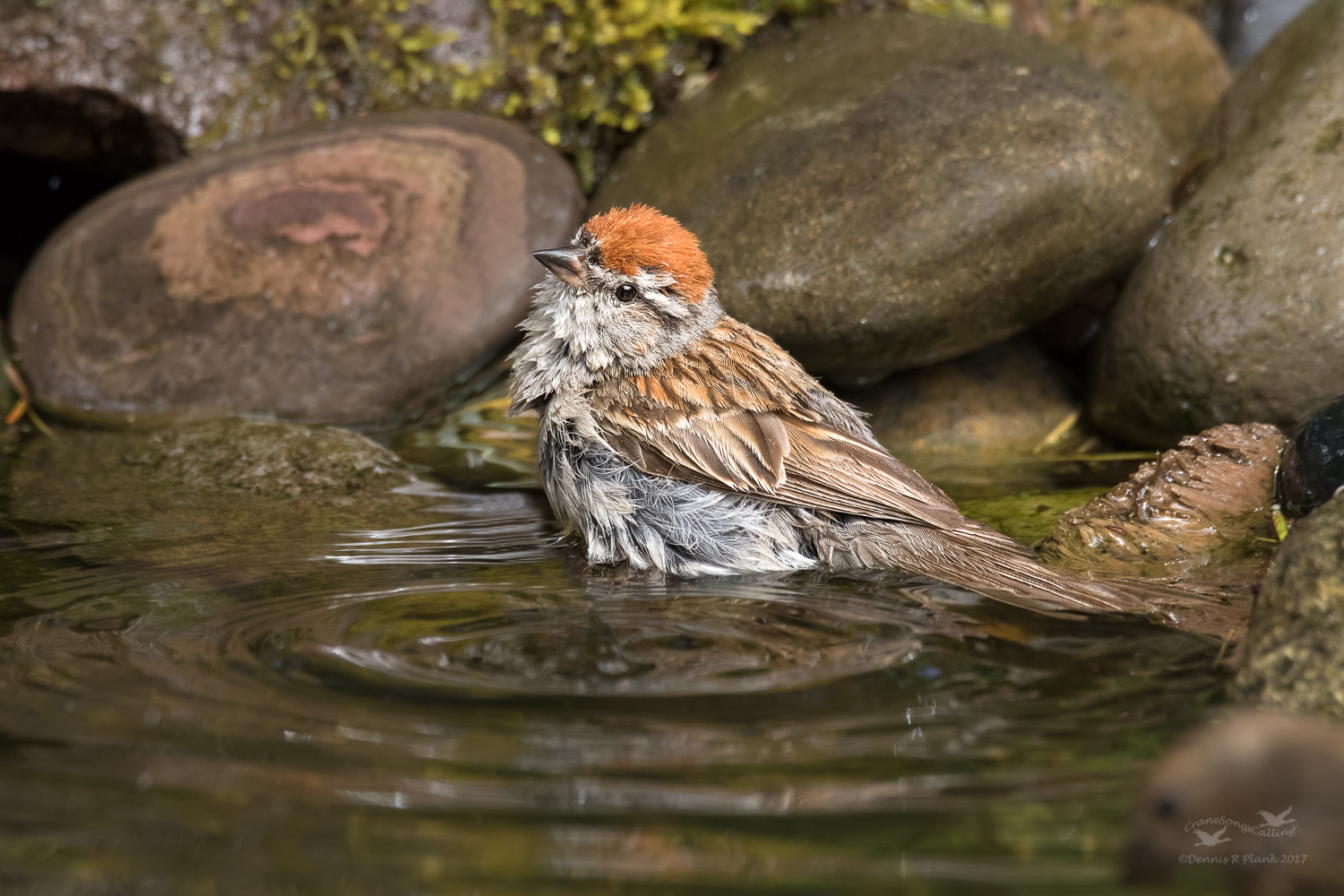 Chipping Sparrow
