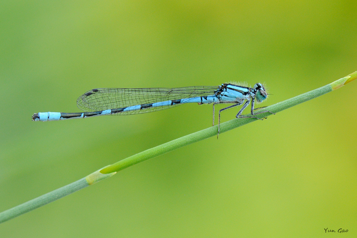 Damsel on Joint-fir