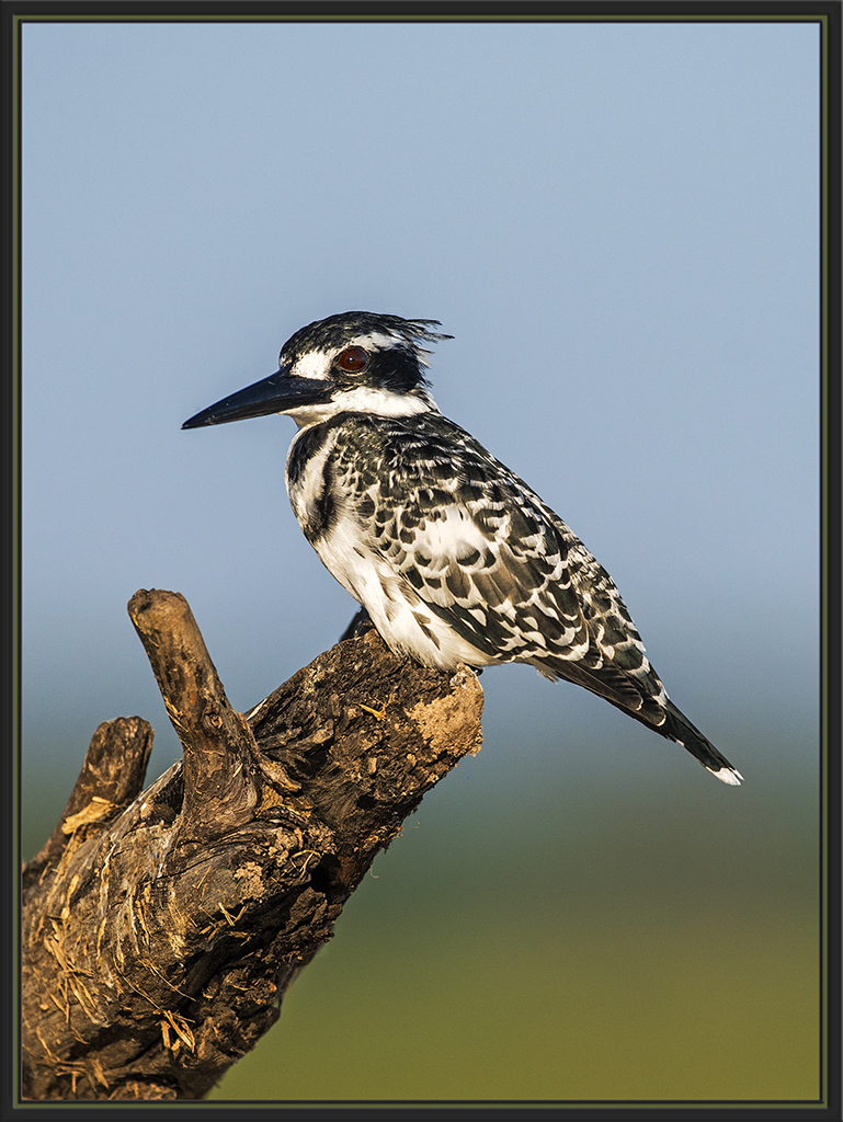 Pied Kingfisher