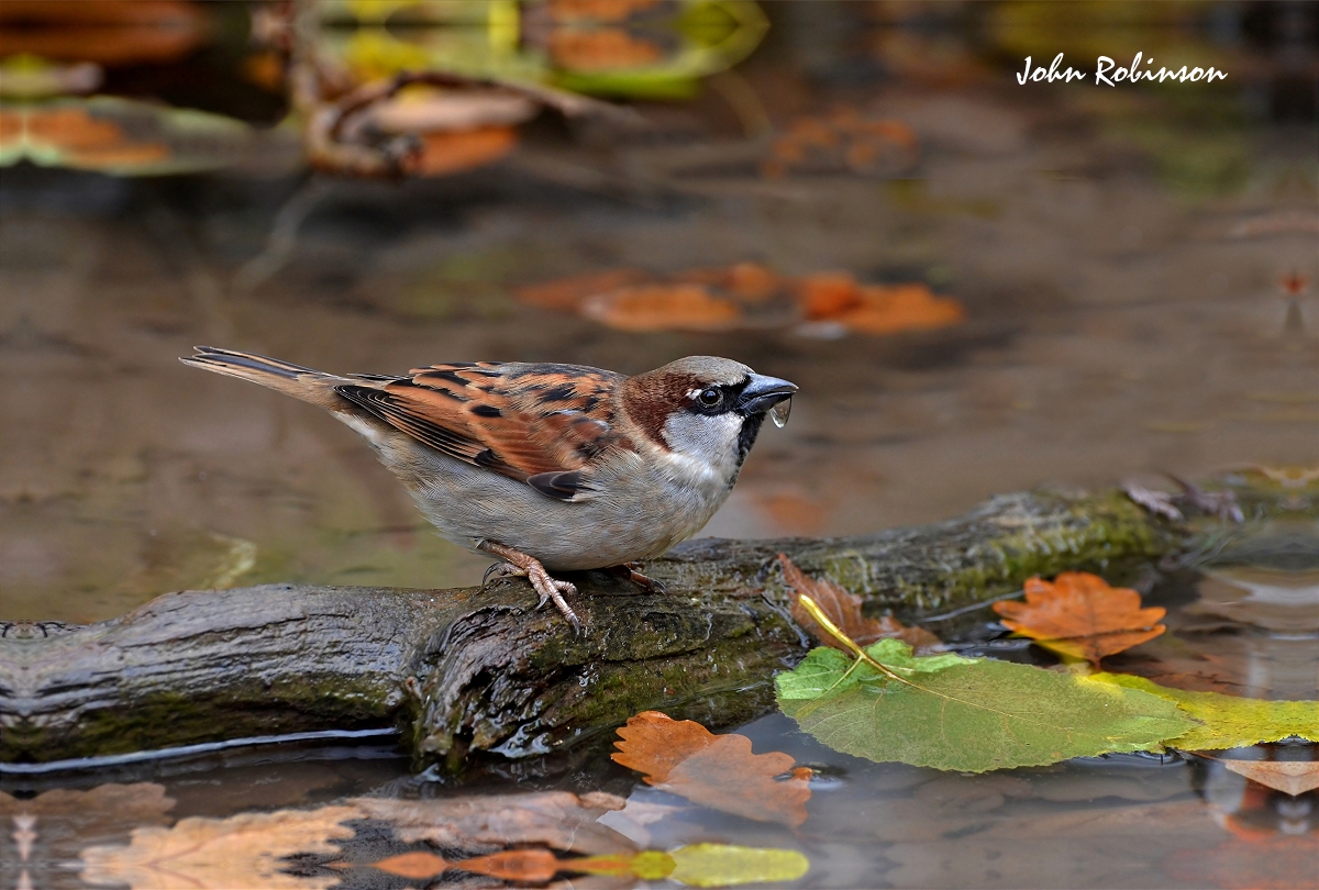 House Sparrow