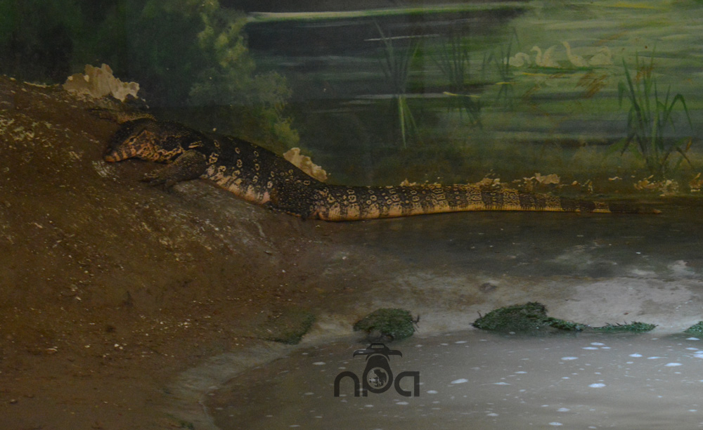 Asian Water Monitor