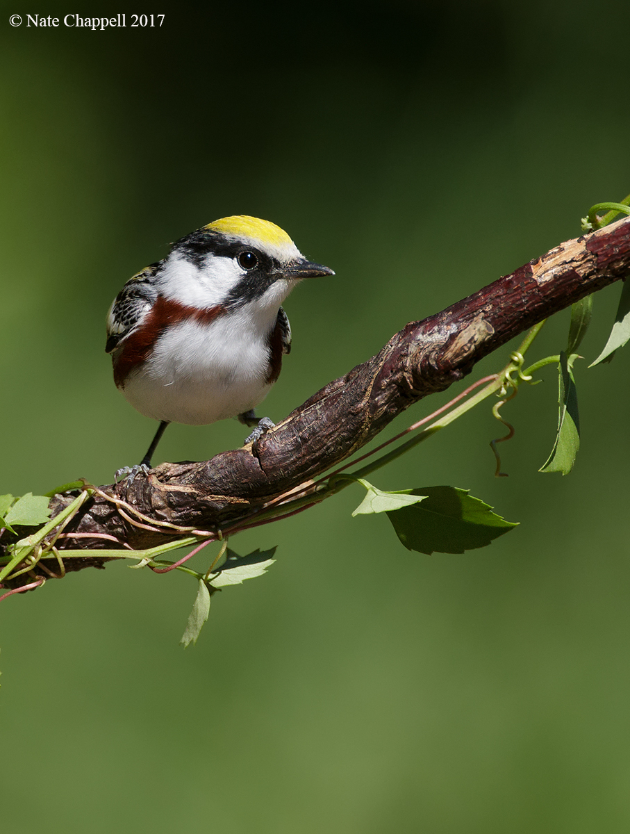 Chestnut-sided Warbler