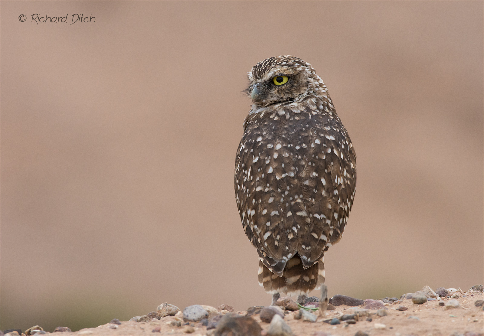 Burrowing Owl