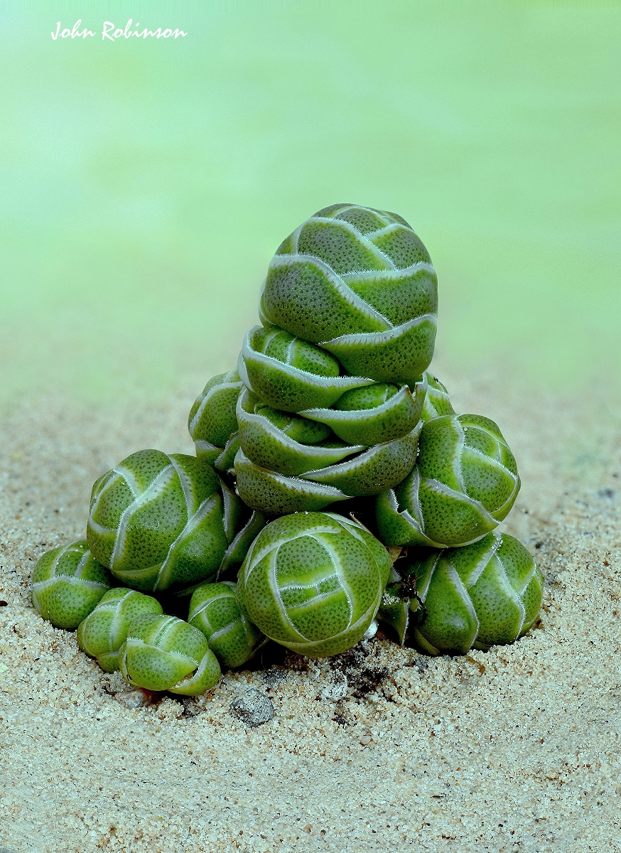 Crassula