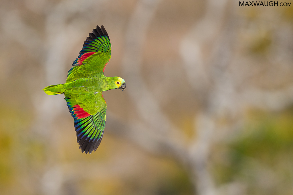 Turquoise-Fronted Parrot