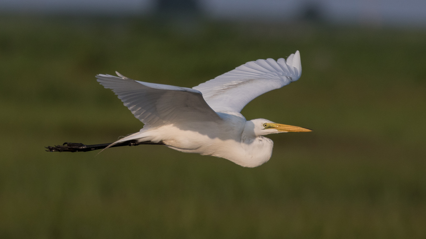 Fly-by