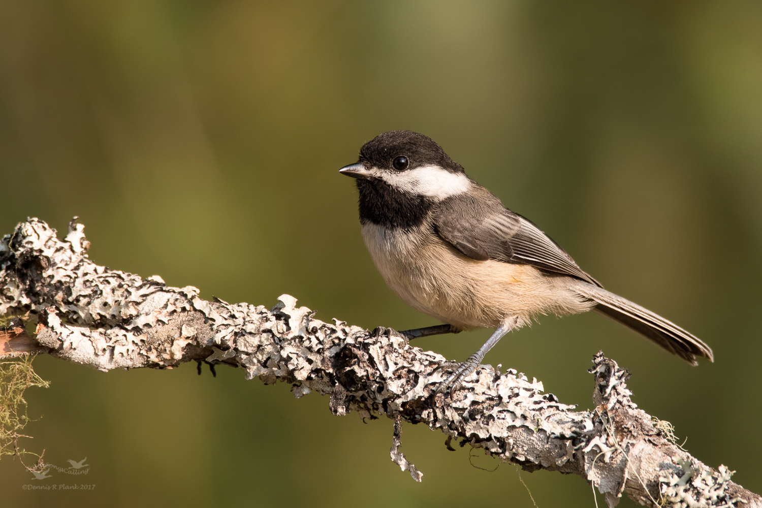 Black-Capped Chickadee
