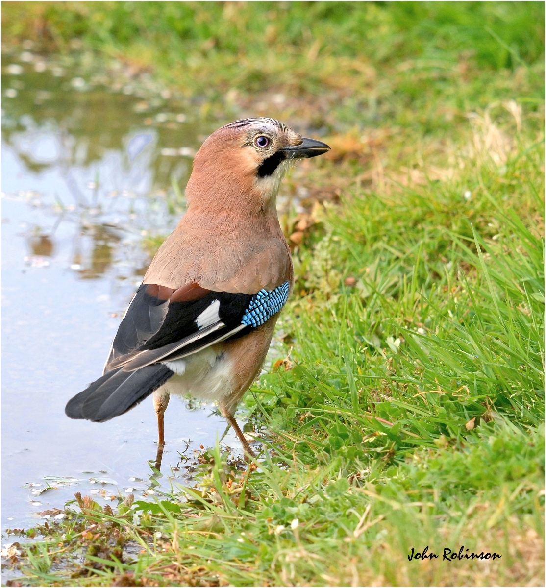 Jay