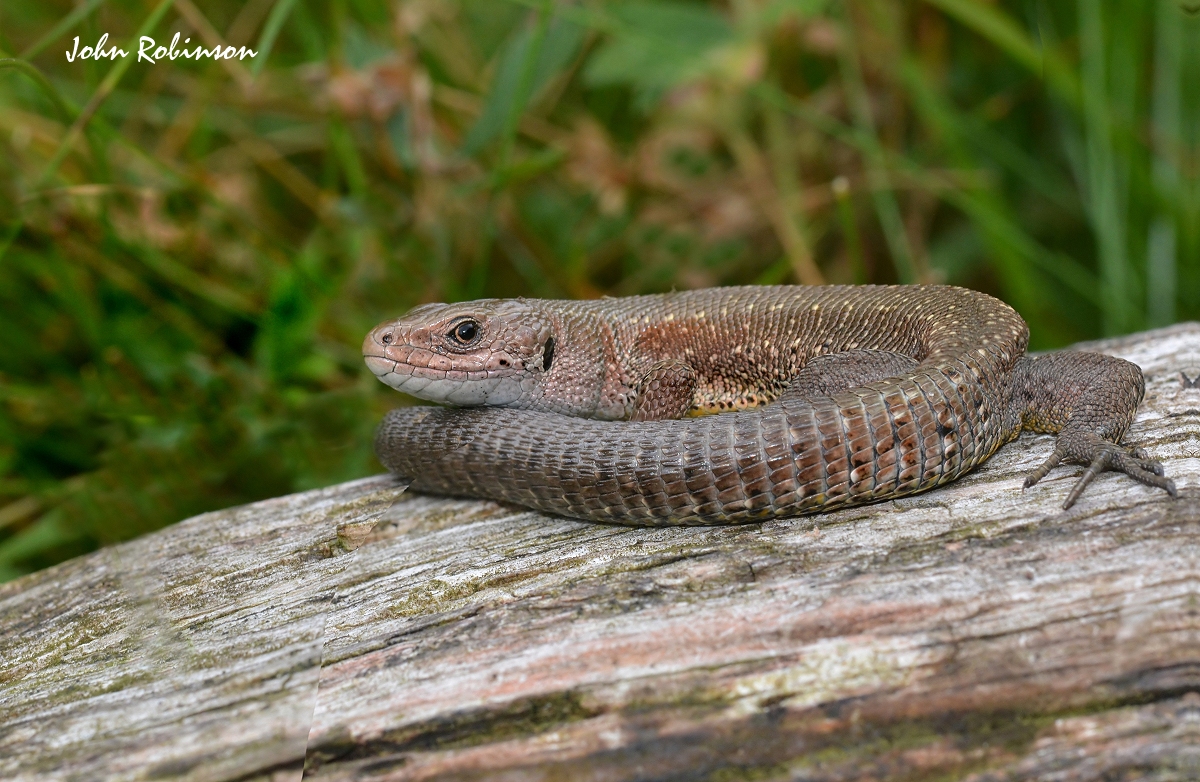 Common Lizard(stacked)