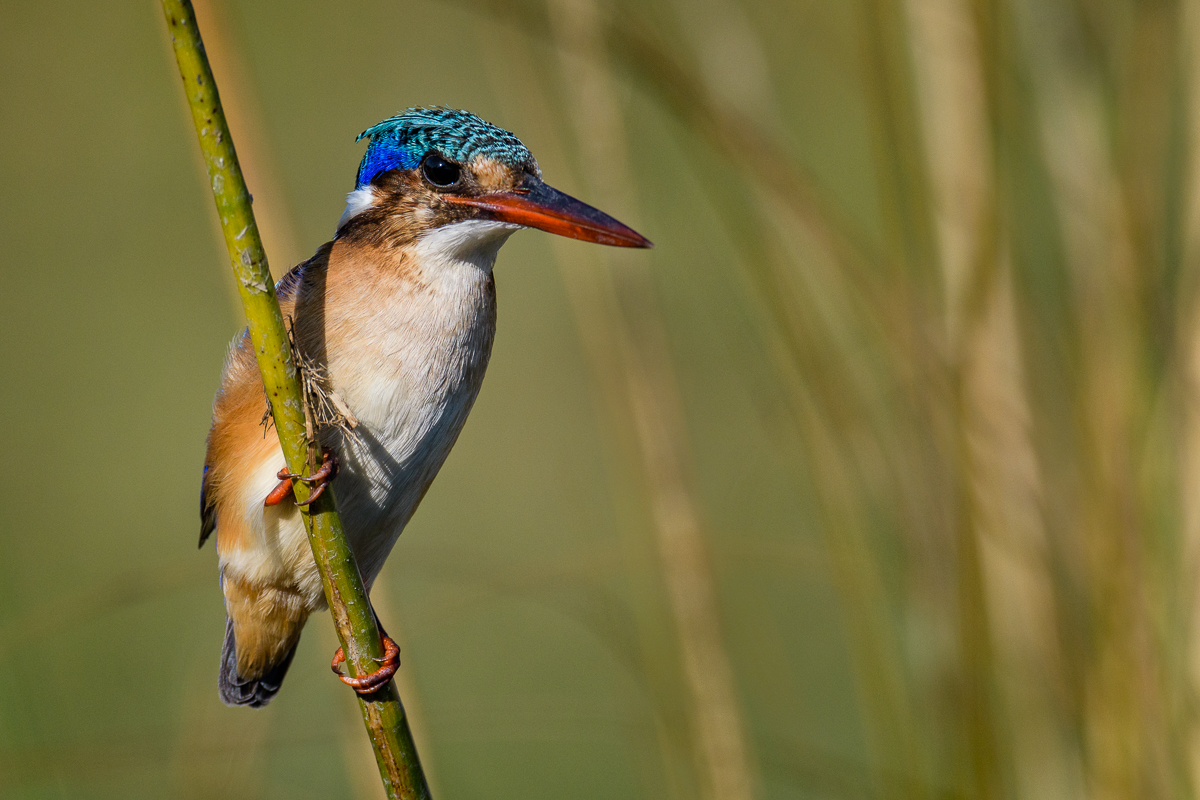 Malachite Kingfisher+RP