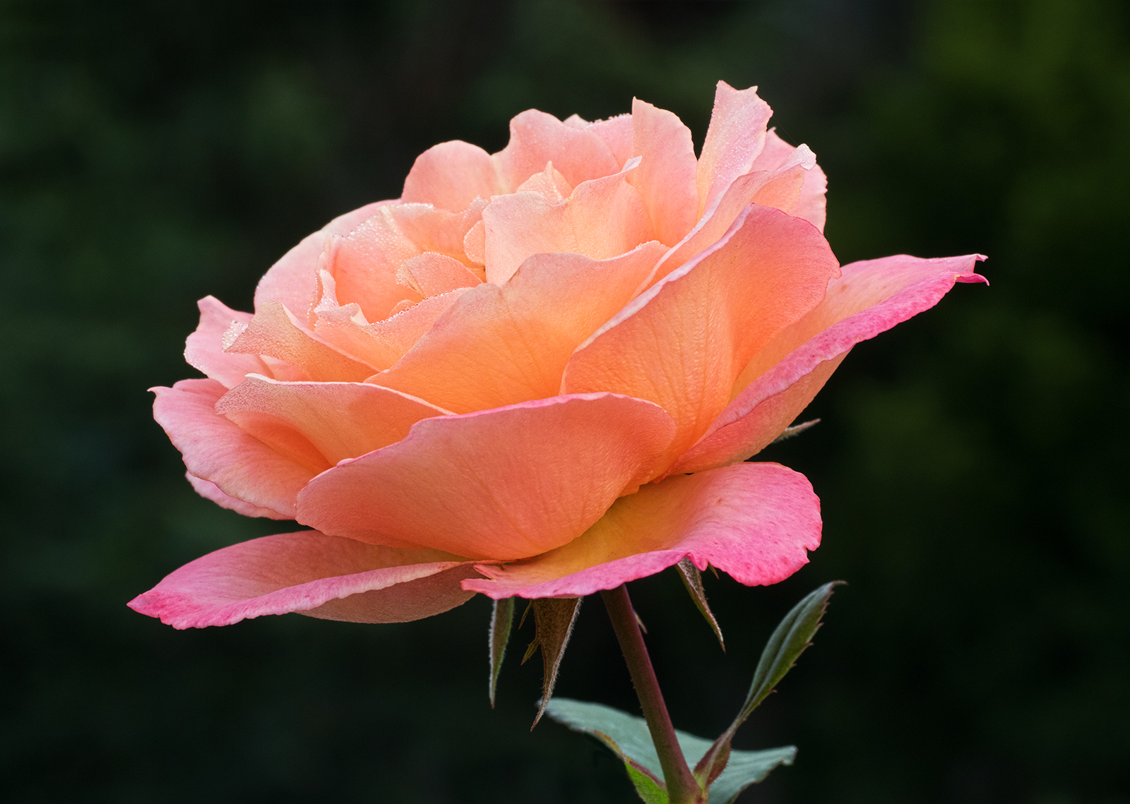 Rose Walk #3 + redo
