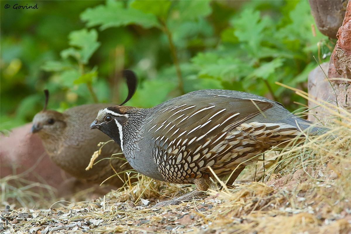 California Quail Pair