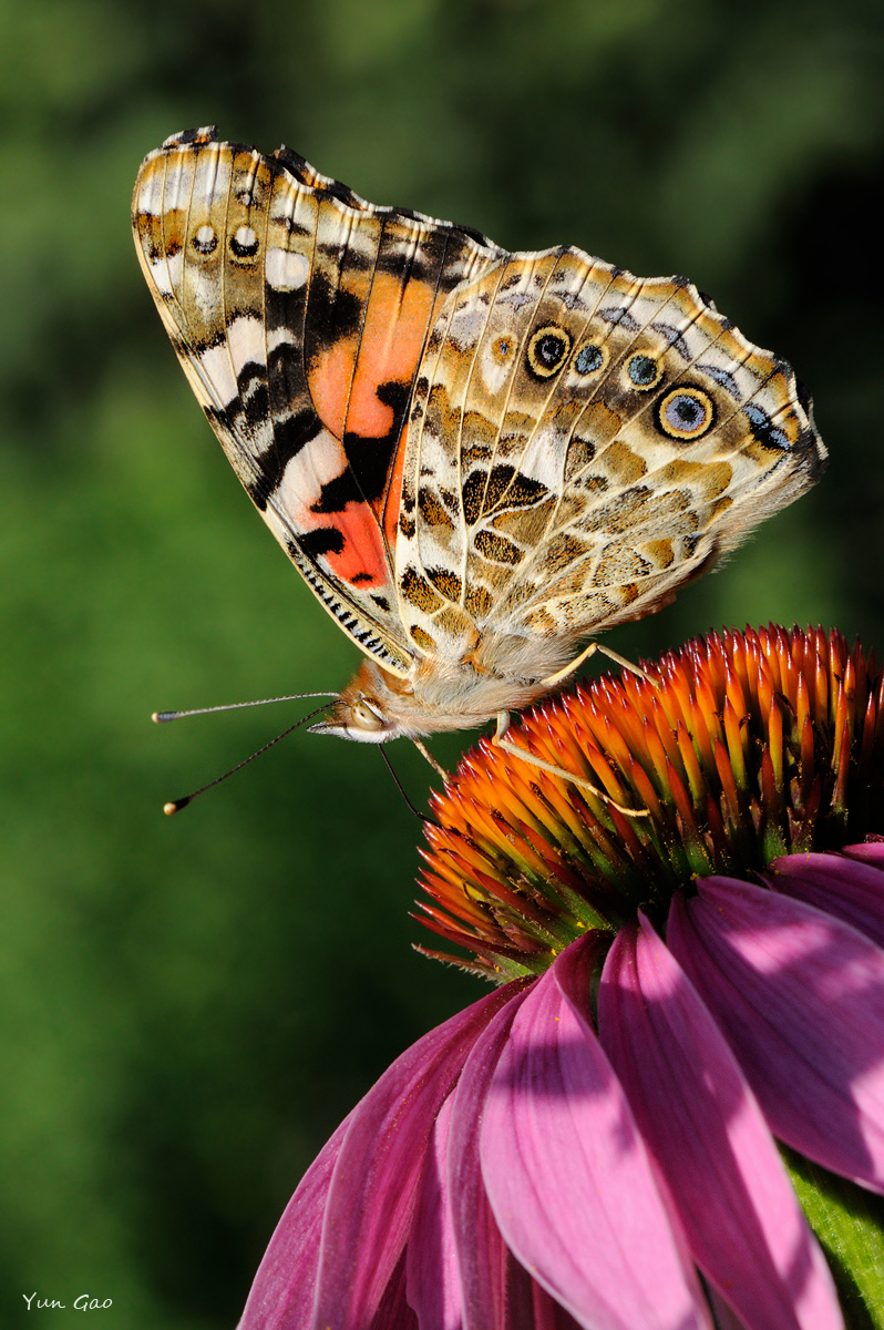 Painted Lady