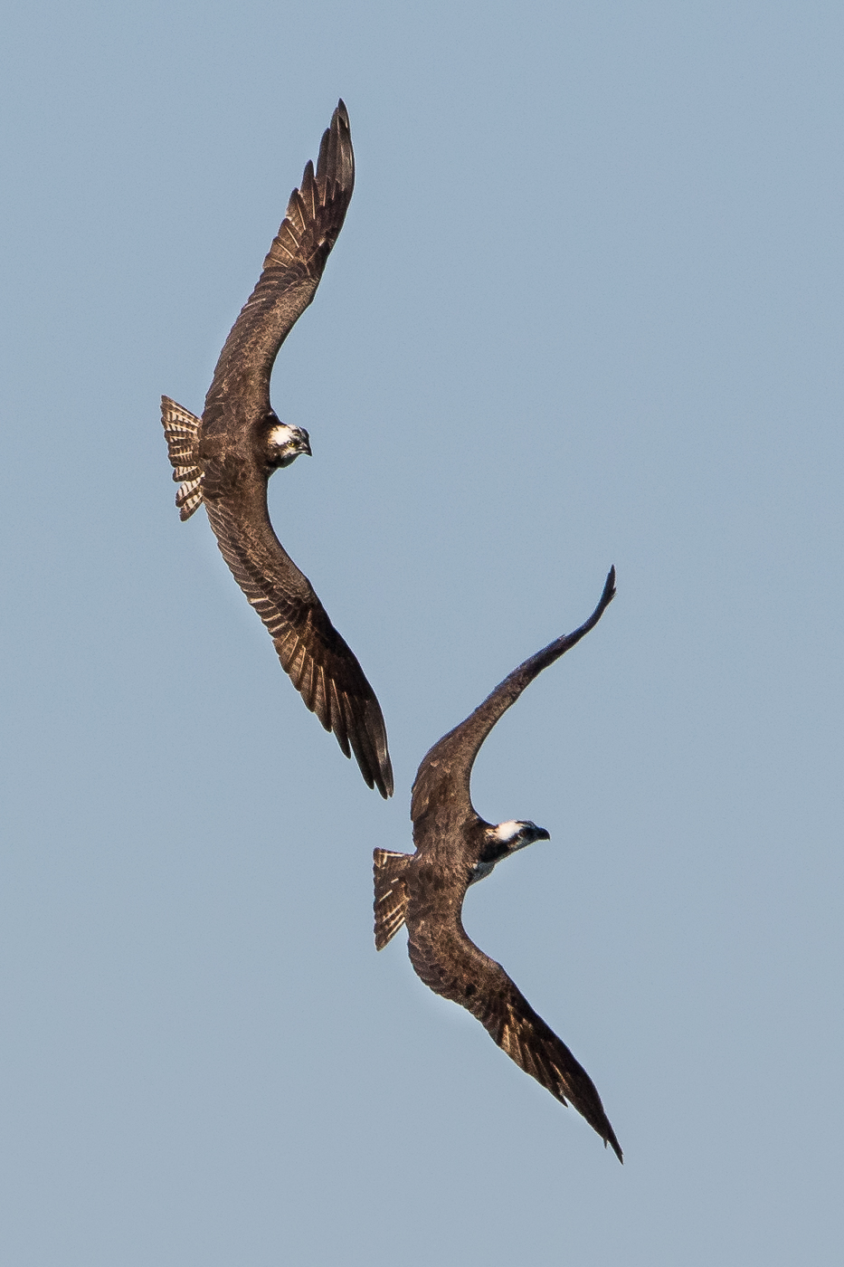 This is how to fly