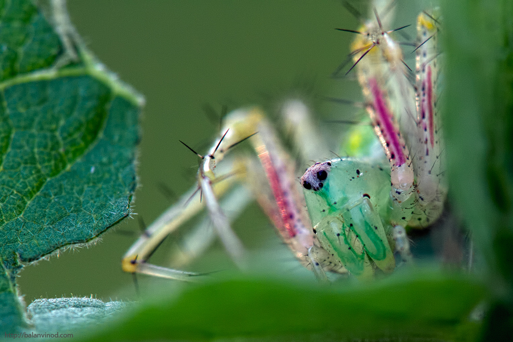 Face off