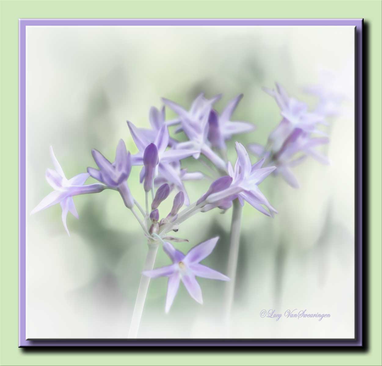 Heaven Scent