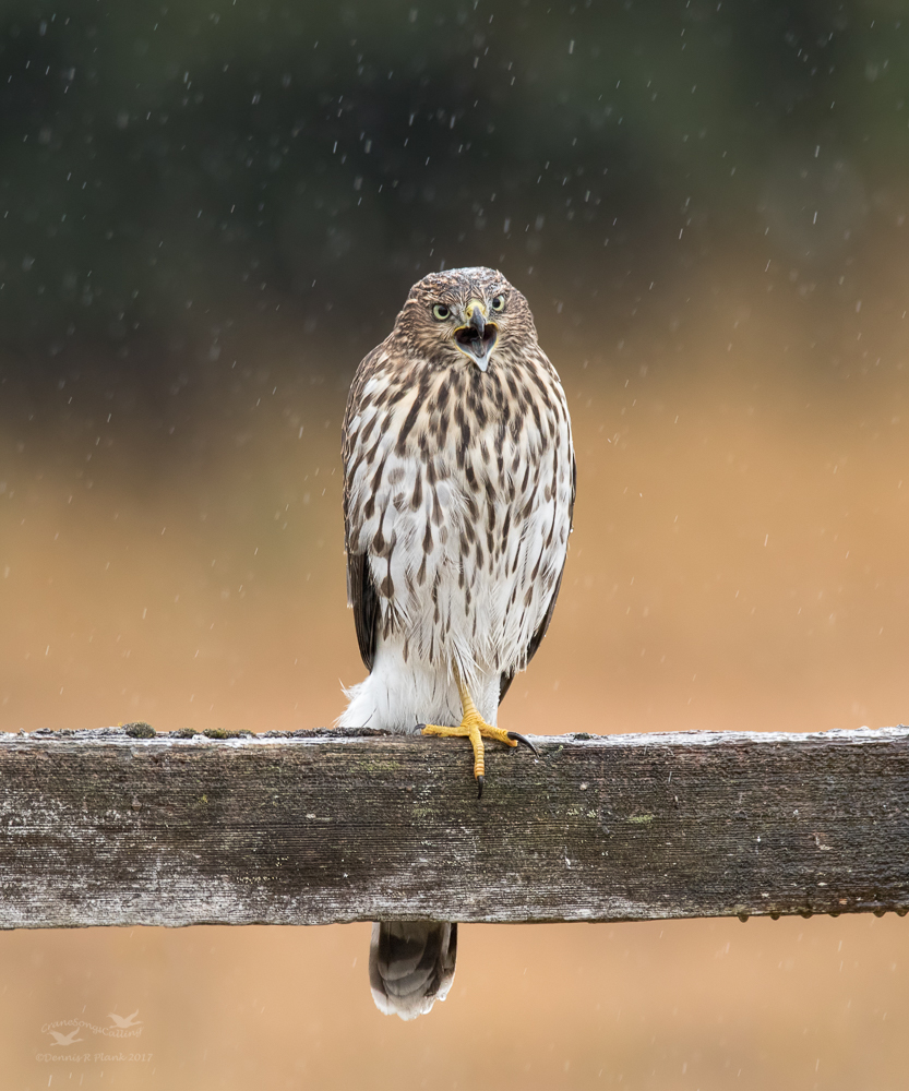 Enough with the Rain!