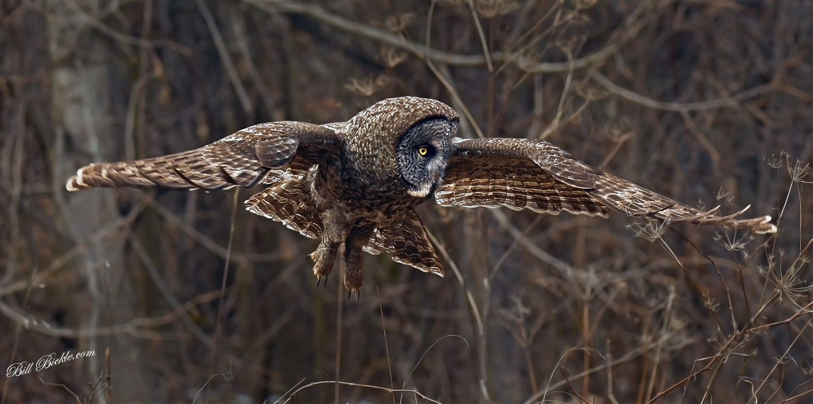 Stealthy Silent Flight 