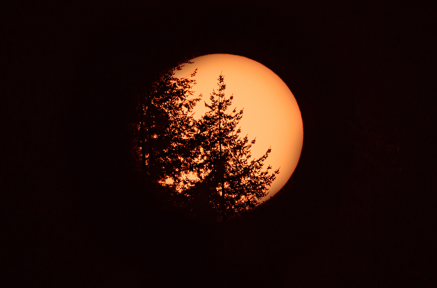 Evergreen Eclipse