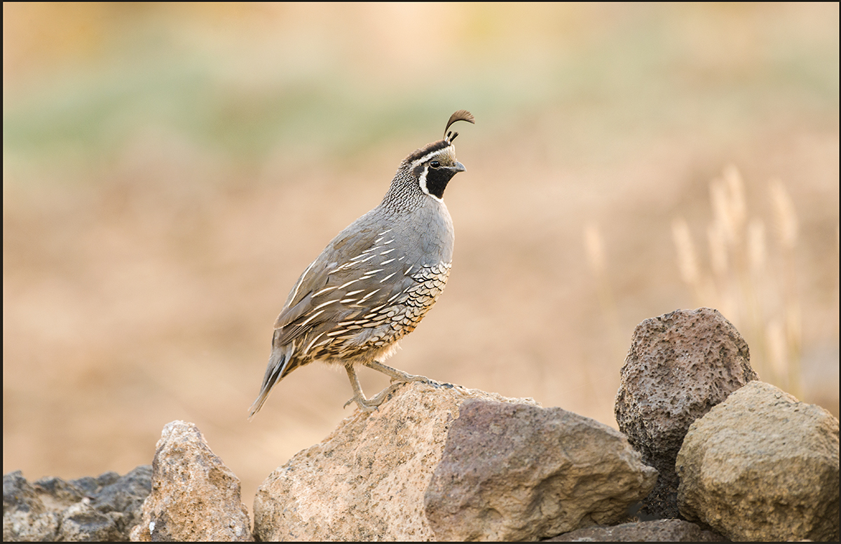 CA  Quail - w/re-post
