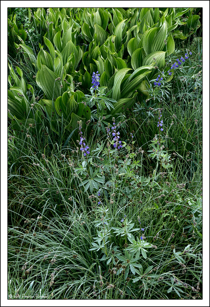 Lupine and Corn Lilies